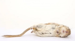 Як зрозуміти, що хом'як вмирає, причини, що робити